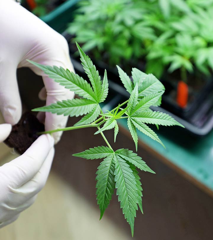 Choosing a Suitable Medical Marijuana Dispensary